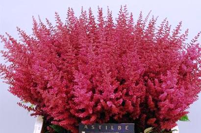 ASTILBE PAUL GAARDER